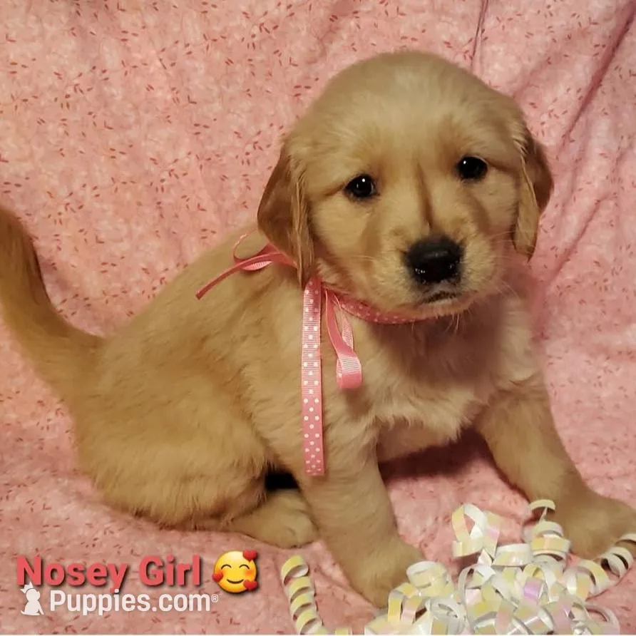 nosey girl – Golden Retriever puppy for sale in Charlotte, NC