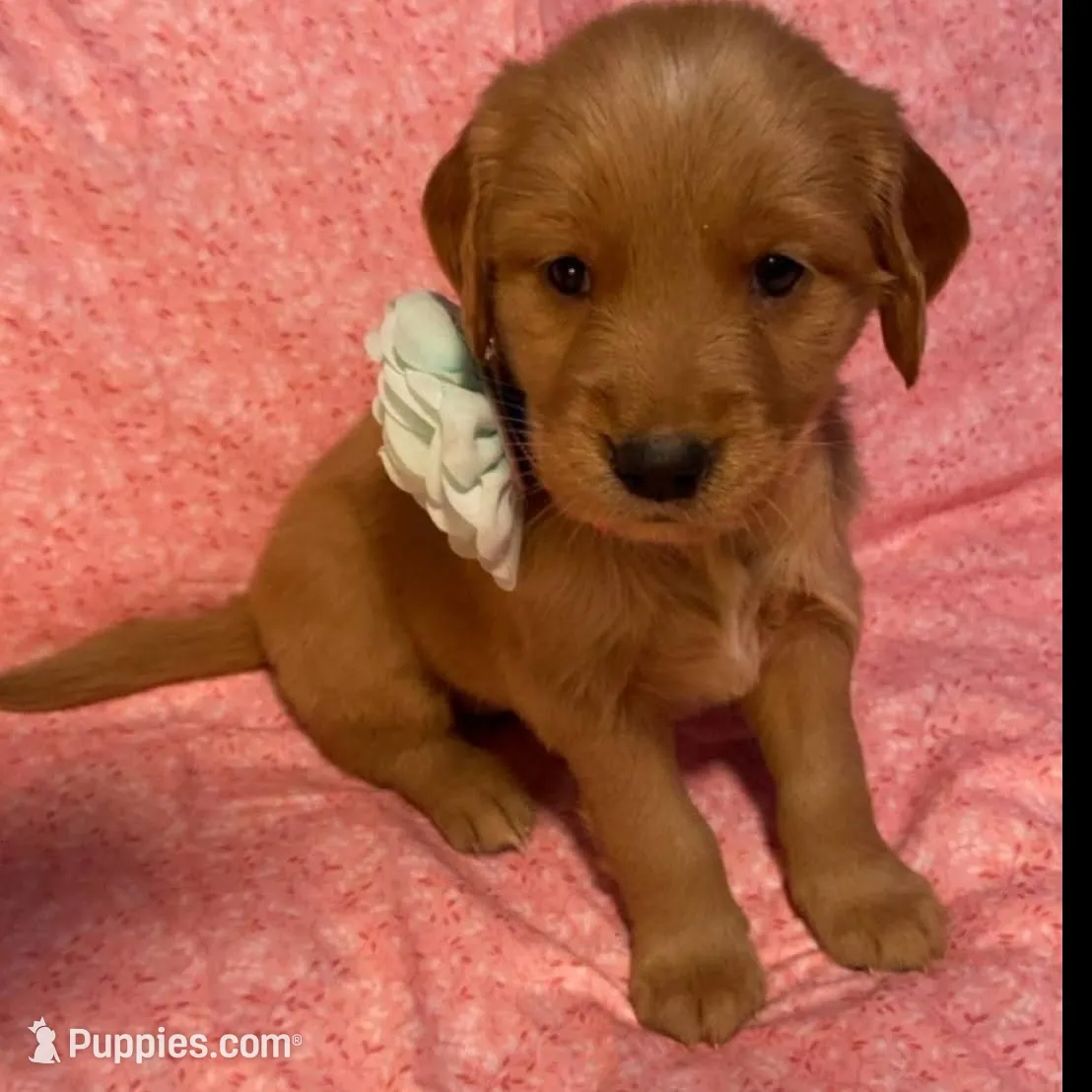 Bitty girl – Golden Retriever puppy for sale in Charlotte, NC