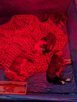 Brown boy, a male Boston Terrier for sale in Fort Worth, TX – 5 of 10
