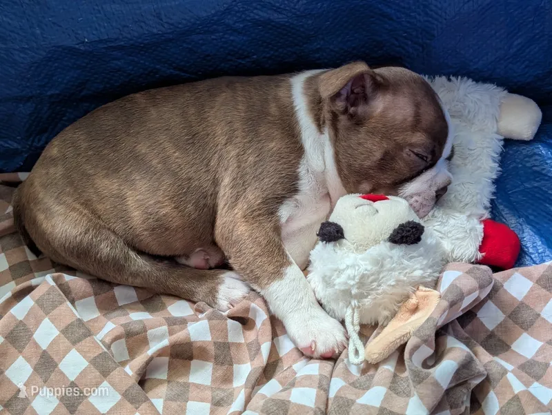 Brown boy – Boston Terrier puppy for sale in Fort Worth, TX