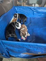 Brown boy, a male Boston Terrier for sale in Fort Worth, TX – 7 of 10