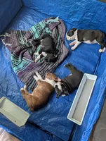 Brown boy, a male Boston Terrier for sale in Fort Worth, TX – 4 of 10