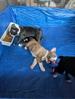 Brown boy, a male Boston Terrier for sale in Fort Worth, TX – 8 of 10