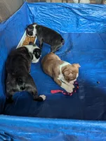 Brown boy, a male Boston Terrier for sale in Fort Worth, TX – 3 of 10
