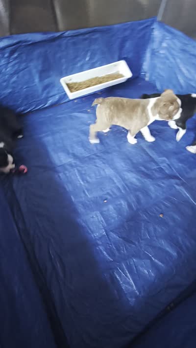 Brown boy, a male Boston Terrier for sale in Fort Worth, TX – 10 of 10