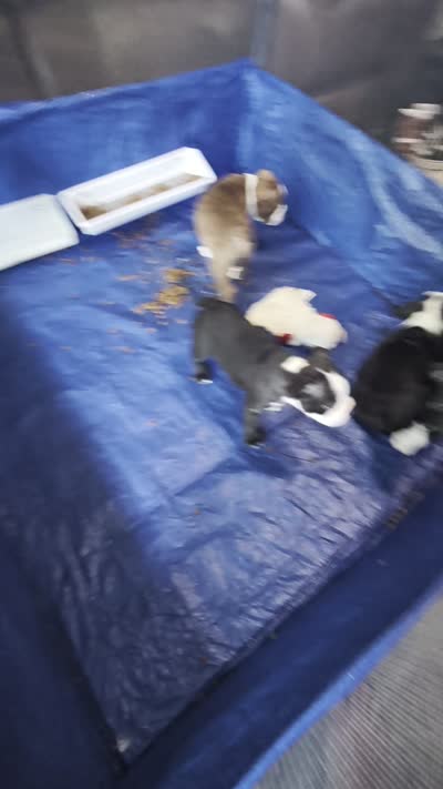 Brown boy, a male Boston Terrier for sale in Fort Worth, TX – 9 of 10