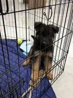 Long Haired GSD, a male German Shepherd Dog for sale in Miami, FL – 5 of 5