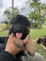 Long Haired GSD, a male German Shepherd Dog for sale in Miami, FL – 2 of 5