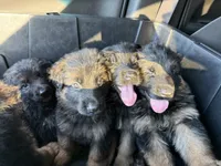 Long Haired GSD, a male German Shepherd Dog for sale in Miami, FL – 3 of 5