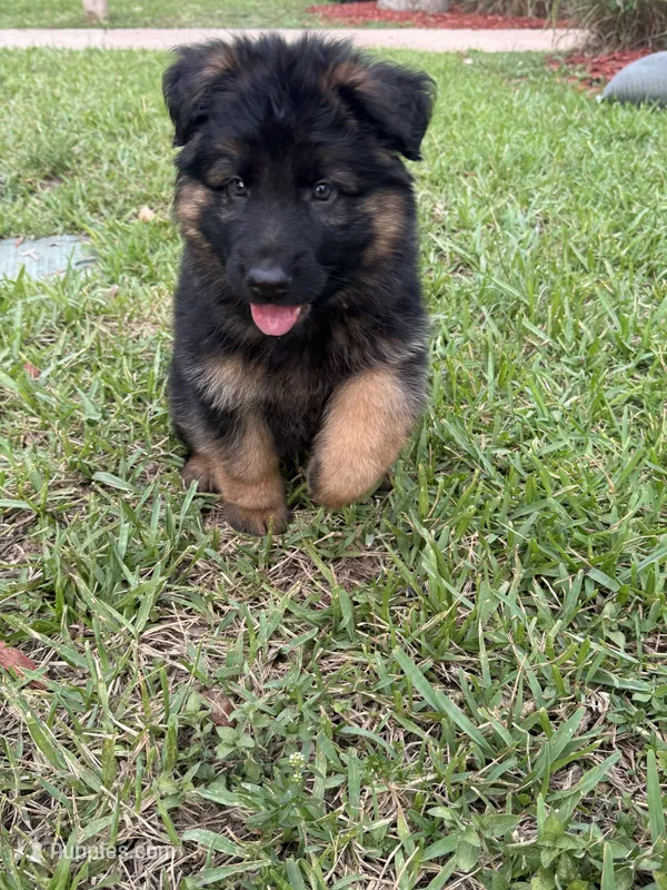 Long Haired GSD – German Shepherd Dog puppy for sale in Miami, FL