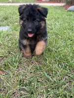 Long Haired GSD, a male German Shepherd Dog for sale in Miami, FL – 1 of 5