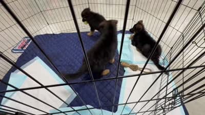 Long Haired GSD, a male German Shepherd Dog for sale in Miami, FL – 4 of 5
