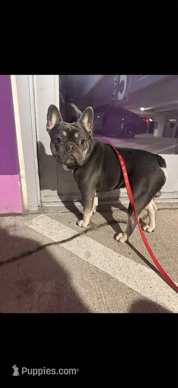 Rocko – French Bulldog puppy for sale in Chesapeake City, VA