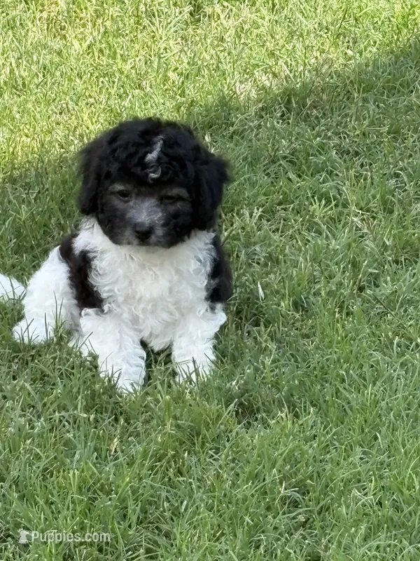 3 Cuddle Bug – Cavapoo puppy for sale in Fritch, TX