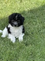 3 Cuddle Bug, a female Cavapoo for sale in Fritch, TX – 1 of 2
