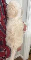 4 Lemon Drop, a female Cavapoo for sale in Fritch, TX – 2 of 2