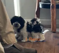 1 Reno, a female Cavapoo for sale in Fritch, TX – 2 of 2