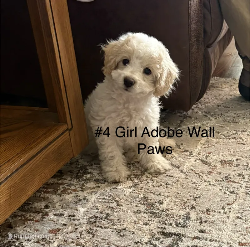 4 Lemon Drop – Cavapoo puppy for sale in Fritch, TX