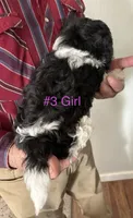 3 Cuddle Bug, a female Cavapoo for sale in Fritch, TX – 2 of 2