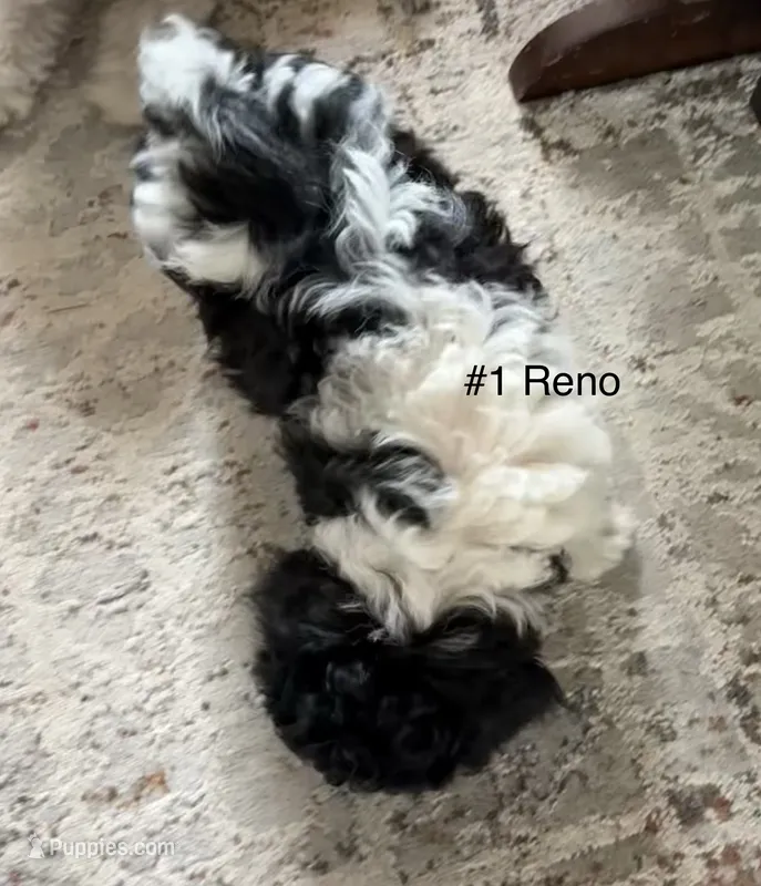 1 Reno – Cavapoo puppy for sale in Fritch, TX