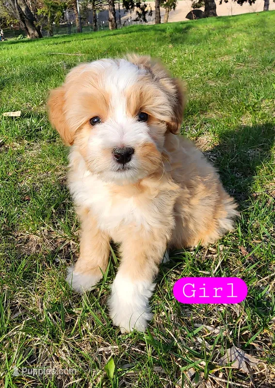 Peanut, a female Miniature Bernedoodle for sale in Zumbro Falls, MN – Photo 1 of 1