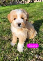Peanut, a female Miniature Bernedoodle for sale in Zumbro Falls, MN – 1 of 1