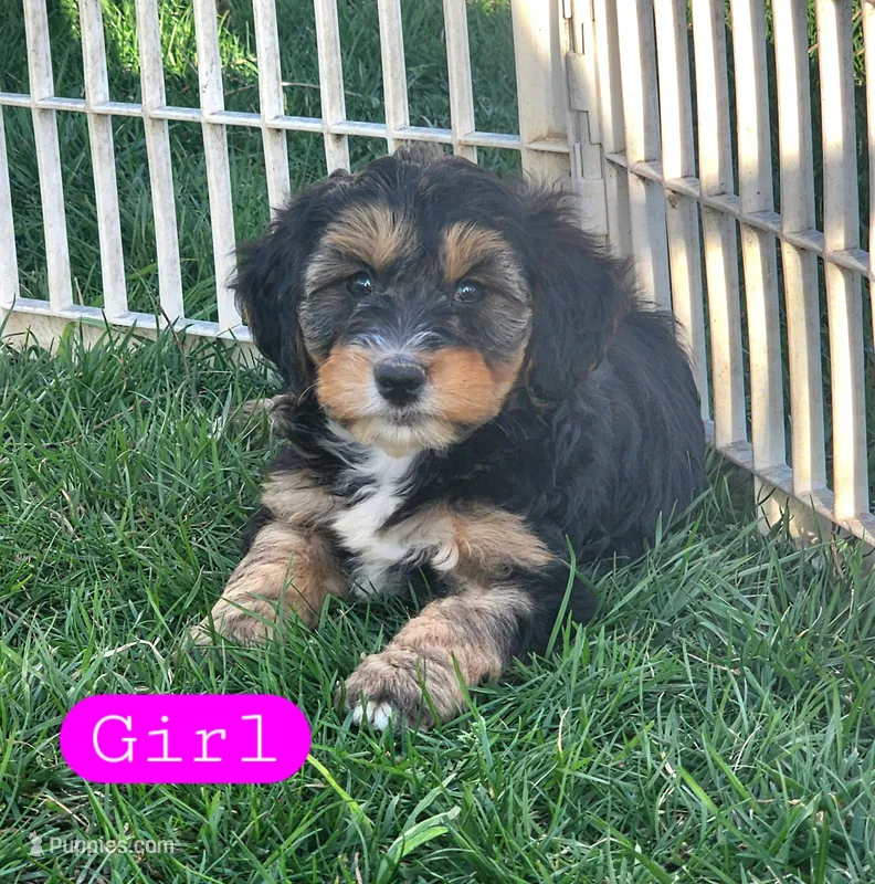 Stacy, a female Miniature Bernedoodle for sale in Zumbro Falls, MN – Photo 1 of 1