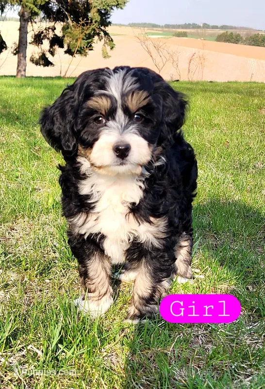 Susan  – Miniature Bernedoodle puppy for sale in Zumbro Falls, MN