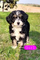 Susan , a female Miniature Bernedoodle for sale in Zumbro Falls, MN – 1 of 1