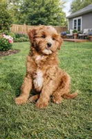Blitzen, a male Golden Mountain Doodle for sale in Zumbro Falls, MN – 1 of 1