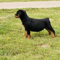 small  little Tuff Guy, a male Rottweiler for sale in Maypearl, TX – Photo 2 of 2