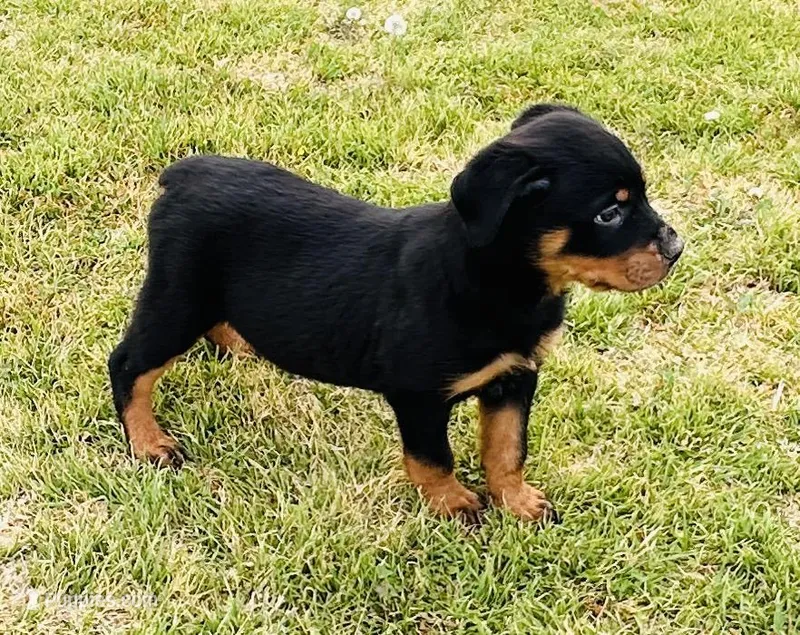 small  little Tuff Guy – Rottweiler puppy for sale in Maypearl, TX