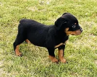 small  little Tuff Guy, a male Rottweiler for sale in Maypearl, TX – Photo 1 of 2