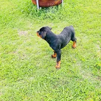 outlaw, a male Rottweiler for sale in Maypearl, TX – Photo 5 of 6
