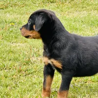 outlaw, a male Rottweiler for sale in Maypearl, TX – Photo 3 of 6