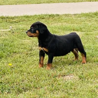 outlaw, a male Rottweiler for sale in Maypearl, TX – Photo 4 of 6