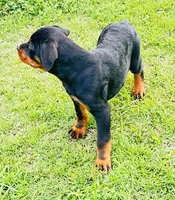 outlaw, a male Rottweiler for sale in Maypearl, TX – Photo 2 of 6