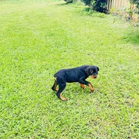 outlaw, a male Rottweiler for sale in Maypearl, TX – Photo 6 of 6