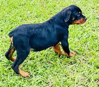 outlaw, a male Rottweiler for sale in Maypearl, TX – Photo 1 of 6