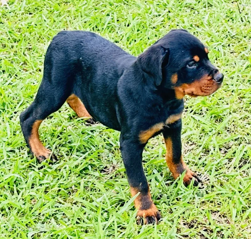 Titan – Rottweiler puppy for sale in Maypearl, TX
