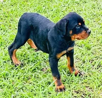 Titan, a male Rottweiler for sale in Maypearl, TX – Photo 1 of 4