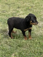 Emma, a female Rottweiler for sale in Maypearl, TX – Photo 2 of 3
