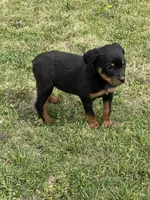 Emma, a female Rottweiler for sale in Maypearl, TX – Photo 3 of 3