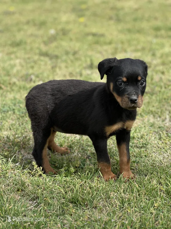 Emma – Rottweiler puppy for sale in Maypearl, TX