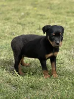 Emma, a female Rottweiler for sale in Maypearl, TX – Photo 1 of 3