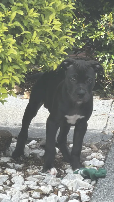 Puppy – American Pit Bull Terrier, Labrador Retriever puppy for sale in Winter Haven, FL