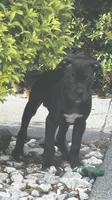Puppy, a male American Pit Bull Terrier and Labrador Retriever for sale in Winter Haven, FL – 1 of 1