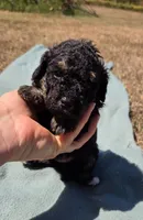 Diesel , a male Miniature Aussiedoodle for sale in Wills Point, TX – 4 of 4