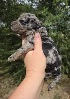 Doc, a male Miniature Aussiedoodle for sale in Wills Point, TX – 4 of 7