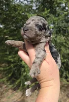 Doc, a male Miniature Aussiedoodle for sale in Wills Point, TX – 6 of 7